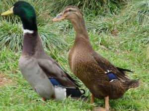 Male and female Rouen Ducks. Photo from PurelyPoultry.com