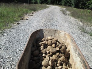 A wheelbarrow full of rocks.