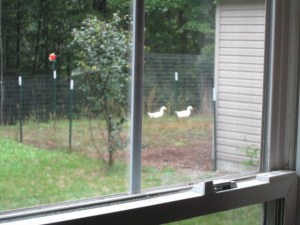 Peeper and Cuddles wandering.