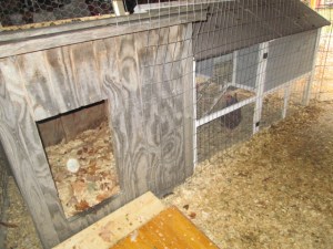 The coops. (That's not an egg in the coop. It's the light hitting the bedding just so.)