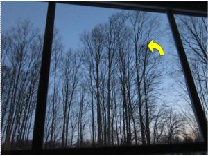 There is the turkey high up in the tree.