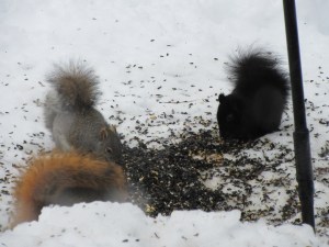 Red, gray, and black squirrels
