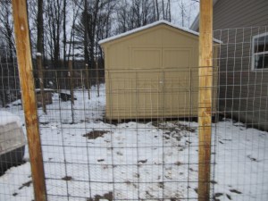 This is the main gate into the poultry "compound." I used 3 different sized fencing.