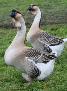 African Geese