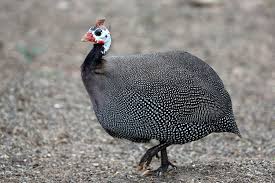 Guinea Hen
