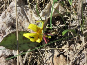 Photo by Teri Jensen