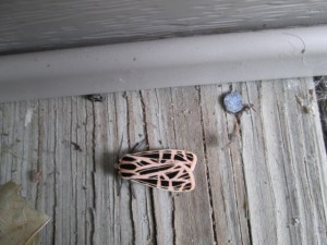 Photo by Teri Jensen