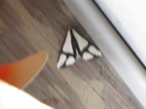 Photo by Teri Jensen