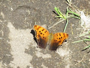 Photo by Teri Jensen