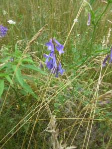 Photo by Teri Jensen