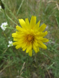 Photo by Teri Jensen