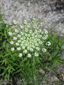 Photo by Teri Jensen