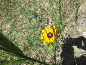 Photo by Teri Jensen