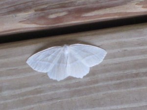 Photo by Teri Jensen