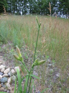 Photo by Teri Jensen