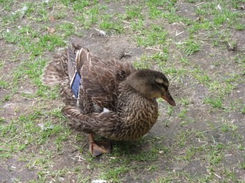 Photo by Teri Jensen