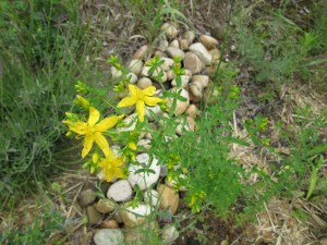 Photo by Teri Jensen