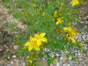 Photo by Teri Jensen