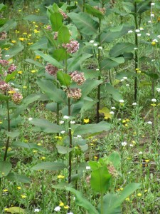 Photo by Teri Jensen