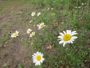 Photo by Teri Jensen