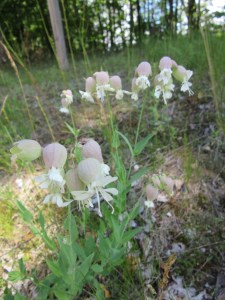 Photo by Teri Jensen