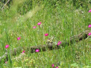 Photo by Teri Jensen