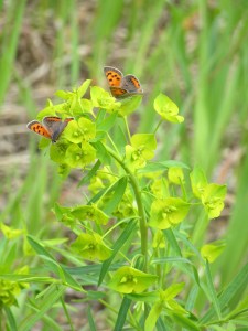 Photo by Teri Jensen