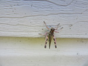 Photo by Teri Jensen