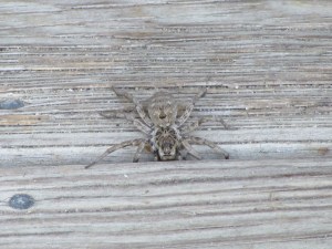 Photo by Teri Jensen